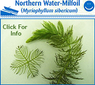 Eurasian Water Milfoil